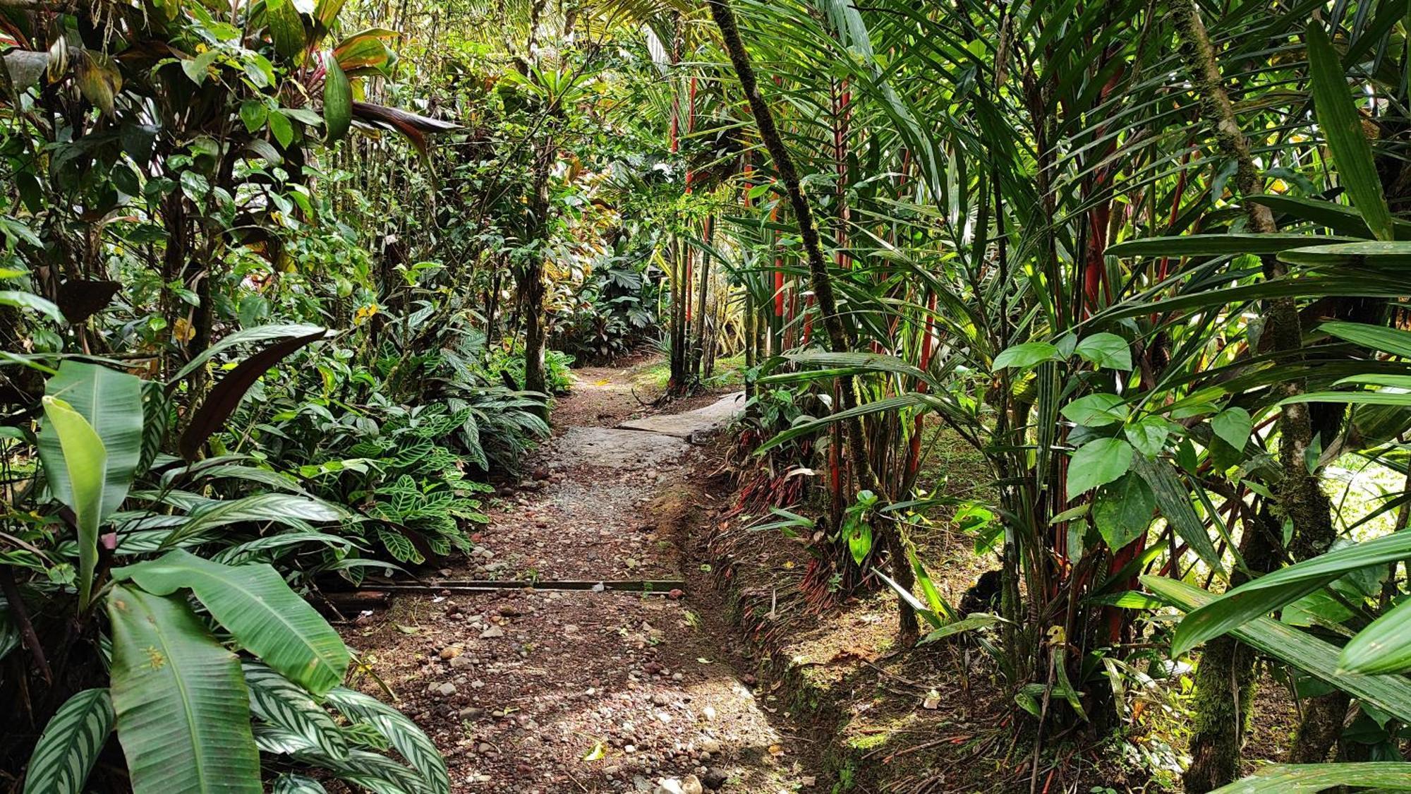 Rio Celeste Nature View Upala Camera foto